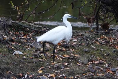 Aigrette garzette