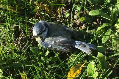 Mésange bleue
