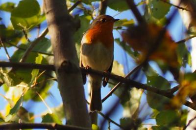 Rougegorge familier