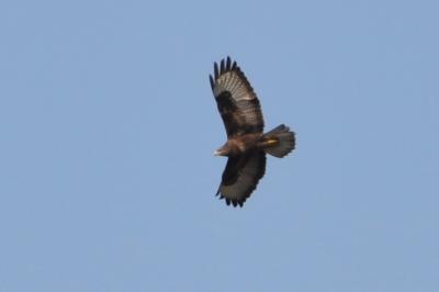 Buse variable