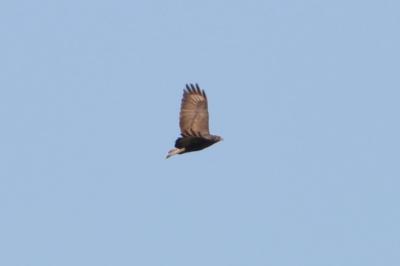 Buse variable