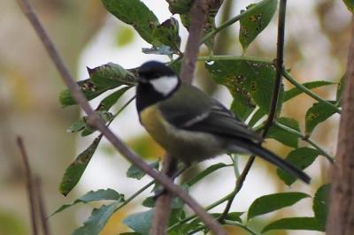 Mésange charbonnière