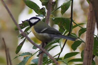 Mésange charbonnière