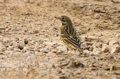 Pipit farlouse