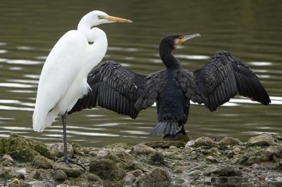 Grande Aigrette