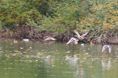 Canard colvert