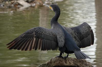 Grand Cormoran