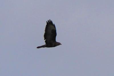 Buse variable