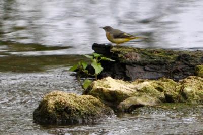 Bergeronnette des ruisseaux