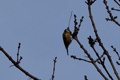 Mésange bleue
