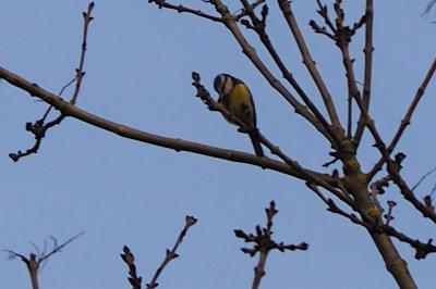 Mésange bleue