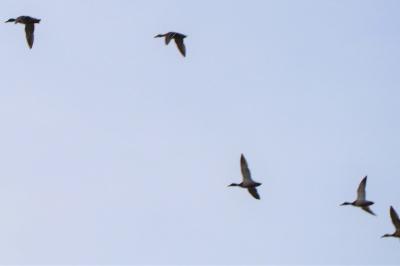 Canard colvert