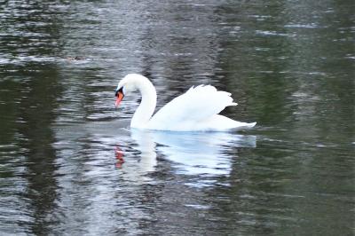 Cygne tuberculé