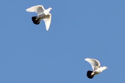 Pigeon biset domestique