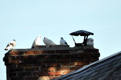 Pigeon biset domestique