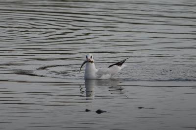 Mouette rieuse