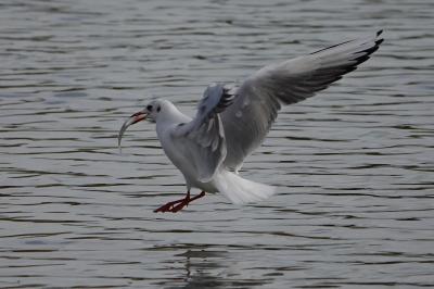 Mouette rieuse