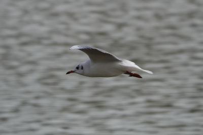 Mouette rieuse