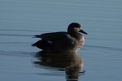 Canard chipeau