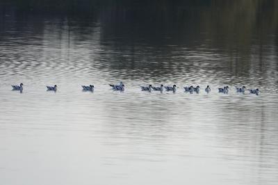 Avocette élégante