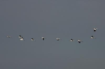 Avocette élégante