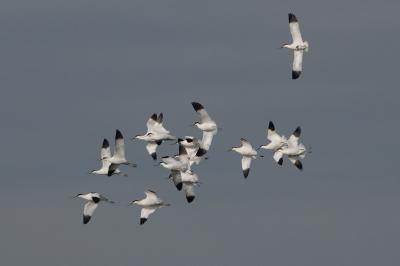 Avocette élégante