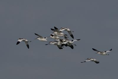 Avocette élégante