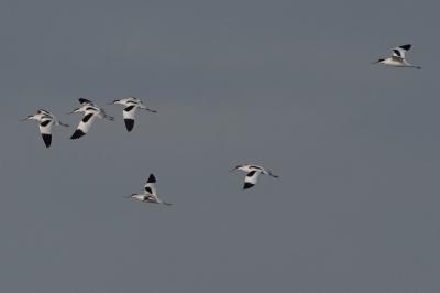 Avocette élégante