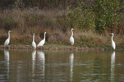 Grande Aigrette
