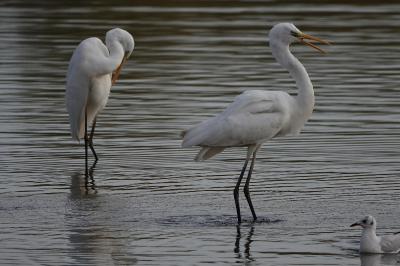 Grande Aigrette