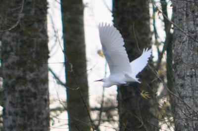 Aigrette garzette