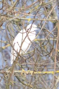Aigrette garzette
