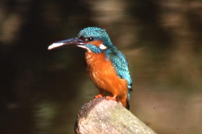 Martin-pêcheur d'Europe