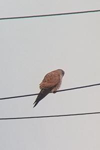 Faucon crécerelle