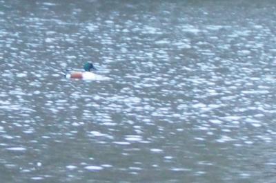 Canard souchet