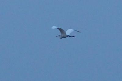 Grande Aigrette