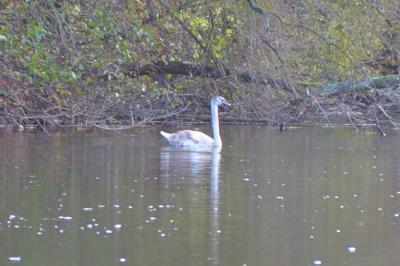 Cygne tuberculé