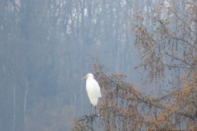 Grande Aigrette