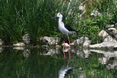 Echasse blanche