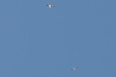Mouette rieuse