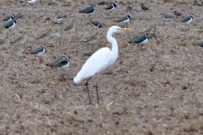 Grande Aigrette