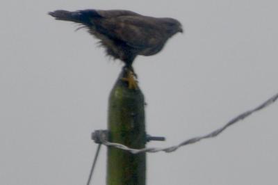Buse variable