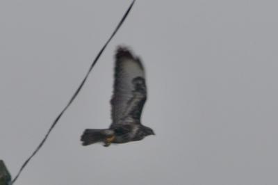 Buse variable