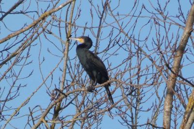 Grand Cormoran