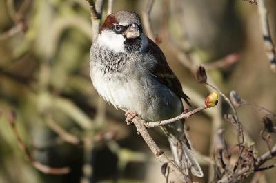 Moineau domestique