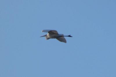 Grande Aigrette