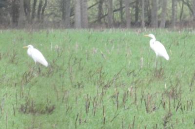 Grande Aigrette