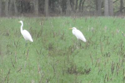 Grande Aigrette