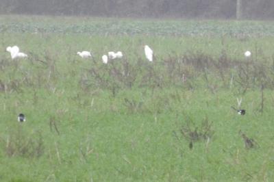Grande Aigrette
