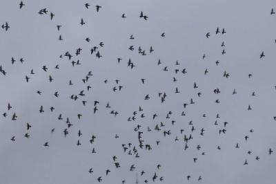 Pigeon biset domestique